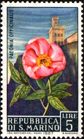 Blumen - Paeonia officinalis