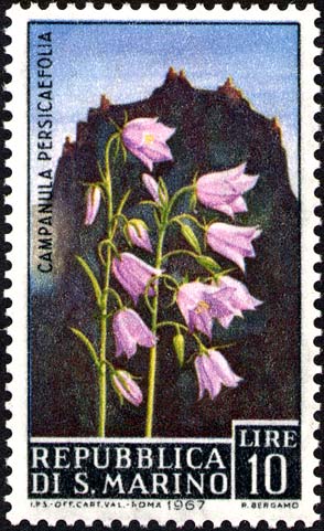 Blumen - Campanula persicaefolia