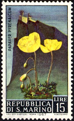 Blumen - Papaver pyrenaicum