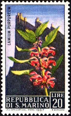 Blumen - Lamium purpureum