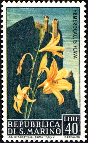 Blumen - Hemerocallis flava