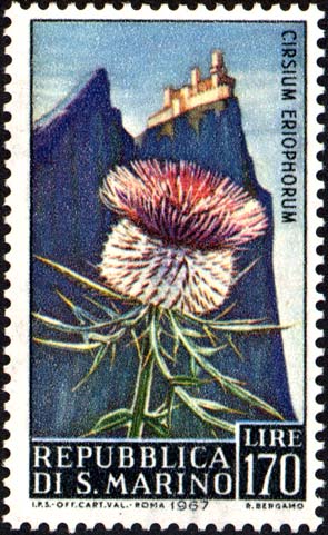 Blumen - Cirsium eriophorum