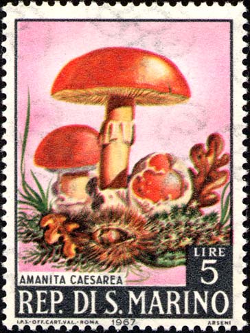 Pilze - Amanita caesarea