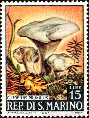 Pilze - Clitopilus prunulus