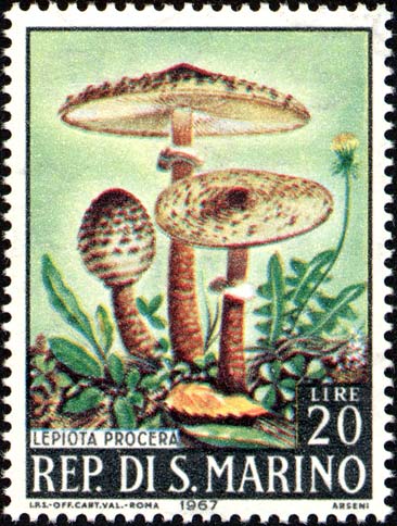 Pilze - Lepiota procera