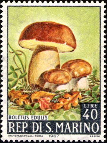 Pilze - Boletus edulis