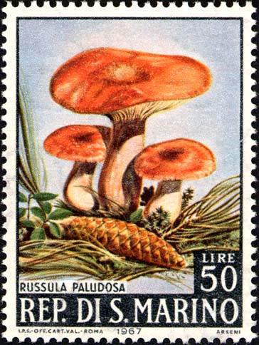 Pilze - Russula paludosa