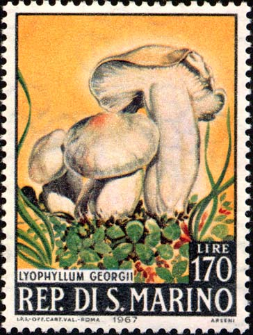 Pilze - Lyophyllum georgii