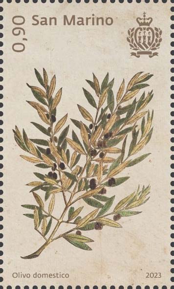 Botanica mirabilis - Olivo domestico