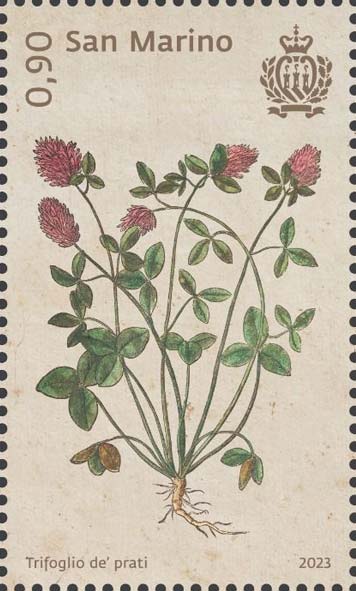 Botanica mirabilis - Trifoglio de´ prati
