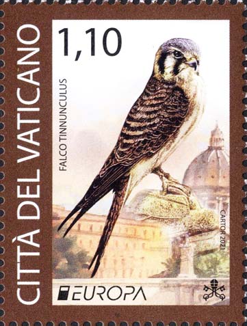 Europa - Turmfalke