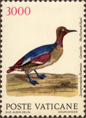Vögel - Französische Krickente